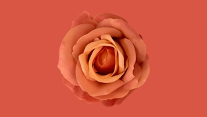 Orange flower, Orange background, Orange Rose, Orange aesthetic, 4K wallpaper