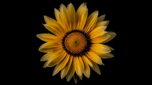 Sunflower, Yellow flower, Black background, 4K wallpaper