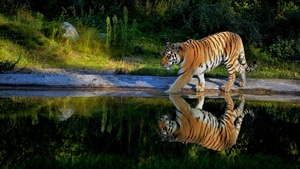 Tiger, Animals, Reflection, 4K wallpaper