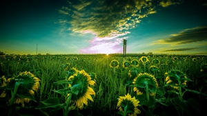 Nature, Field, 4K wallpaper