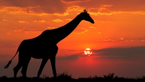 Giraffe, Animals, Silhouette, 4K wallpaper