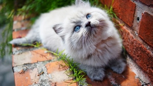 Cat, Animals, 4K wallpaper