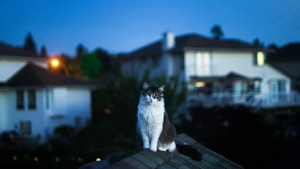 Cat, Animals, 4K wallpaper