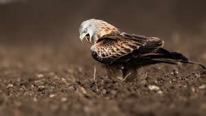 Eagle, Birds, 4K wallpaper