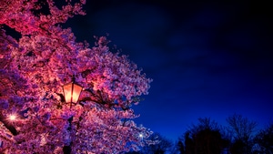 Blossom, Nature, Flowers, 4K wallpaper