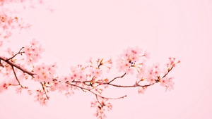 Blossom, Flowers, 4K wallpaper
