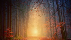 Autumn, Forest, Nature, 4K wallpaper