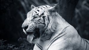 White Tiger, Tiger, Animals, Monochrome, Black And White, 4K wallpaper