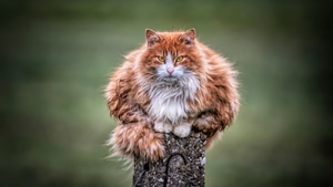 Cat, Animals, 4K wallpaper