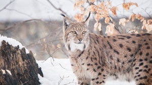 Lynx, Animals, 4K wallpaper