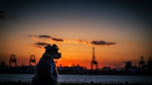 Dog, Animals, Silhouette, 4K wallpaper