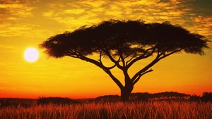 Sunset, Nature, Tree, 4K wallpaper