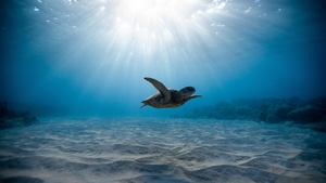 Turtle, Animals, Underwater, , 4K wallpaper