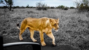 Lion, Animals, Hdr, 4K wallpaper