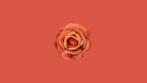 Orange flower, Orange Rose, Orange background, Orange aesthetic, 4K wallpaper