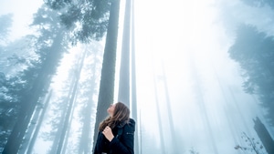 Photography, Trees, 4K wallpaper