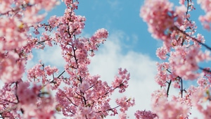 Blossom, Cherry, Plants, Flowers, 4K wallpaper