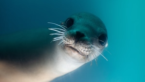 Sea Lion, Animals, Underwater, 4K wallpaper