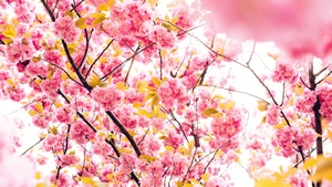 Blossom, Pink, Trees, 4K wallpaper
