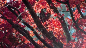 Autumn, Trees, Nature, 4K wallpaper