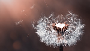 Dandelion, Plant, Flowers, Nature, Macro, 4K wallpaper