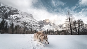 Siberian Husky, Animals, Dog, Snow, 4K wallpaper