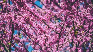 Trees, Pink, Nature, 4K wallpaper