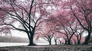 Cherry, Trees, Nature, 4K wallpaper