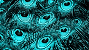 Peacock feathers, Turquoise background, 4K wallpaper