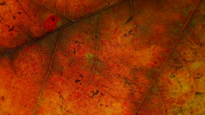 Autumn, Photography, 4K wallpaper