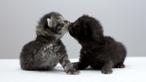 Playing, Kittens, Adorable, 4K wallpaper