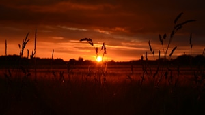 Field, Nature, Sunset, 4K wallpaper