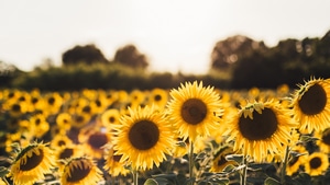 Sunflowers, Flowers, 4K wallpaper