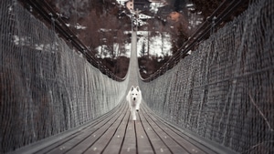 Dog, Animals, 4K wallpaper