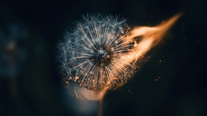 Dandelion flower, Fire, Bokeh Background, Aesthetic, 4K wallpaper