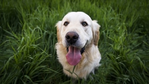 Labrador Retriever, Dog, Animals, 4K wallpaper
