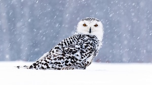 Owl, Birds, Snow, 4K wallpaper
