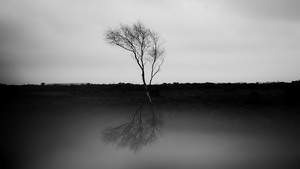 Palm, Trees, Nature, Monochrome, 4K wallpaper