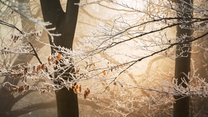 Trees, Winter, Nature, 4K wallpaper