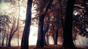 Autumn, Trees, Forest, Nature, 4K wallpaper