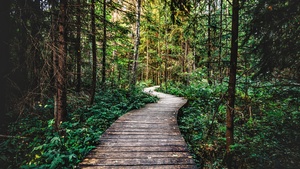 Forest, Pathway, Wooden path, Wilderness, Enchanted Forest, 4K wallpaper