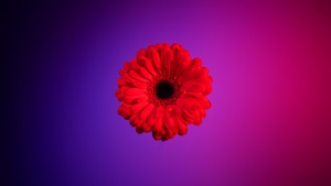 Red Gerbera Daisy, Gerbera flower, Red flower, Red Daisy, Gradient background, Girly backgrounds, 4K wallpaper