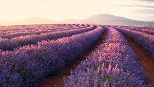 Field, Lavender, Nature, Pink, 4K wallpaper