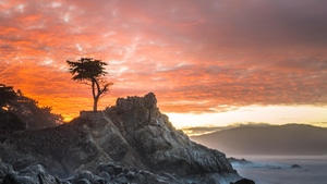 Tree, Nature, 4K wallpaper