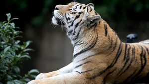 Tiger, Animals, 4K wallpaper