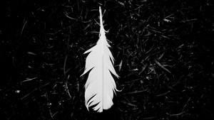 Feather, Black And White, Monochrome, 4K wallpaper