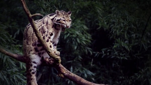 Leopard, Animals, 4K wallpaper