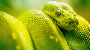 Snake, Animals, Green, 4K wallpaper