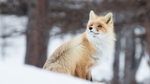Fox, Snow, Nature, 4K wallpaper