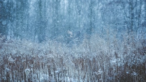 Snow, Winter, Nature, Field, 4K wallpaper